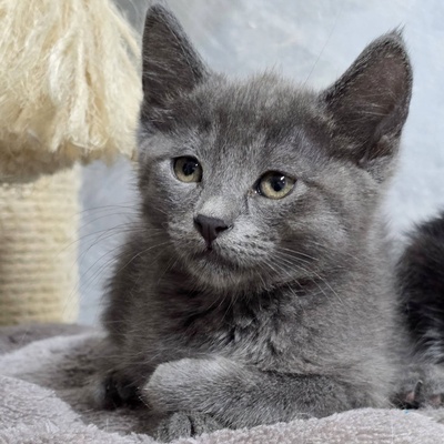 Kätzchen Bella und Gigi kuscheln gern, EKH Jungtier - Katze
