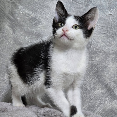 Kätzchen Bella und Gigi kuscheln gern, EKH Jungtier - Katze
