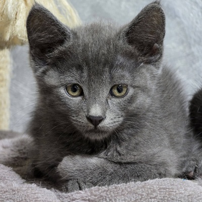 Kätzchen Bella und Gigi kuscheln gern, EKH Jungtier - Katze