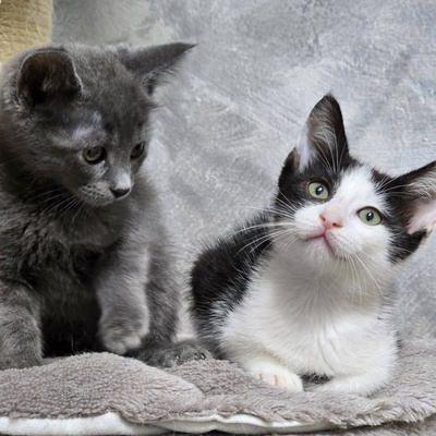 Kätzchen Bella und Gigi kuscheln gern, EKH Jungtier - Katze