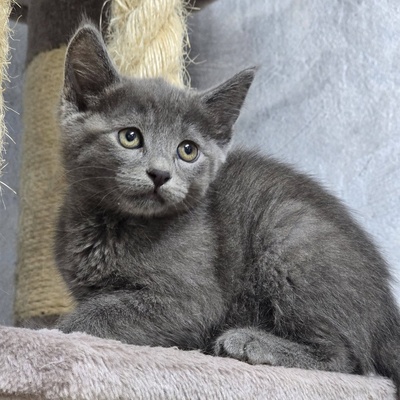 Kätzchen Bella und Gigi kuscheln gern, EKH Jungtier - Katze