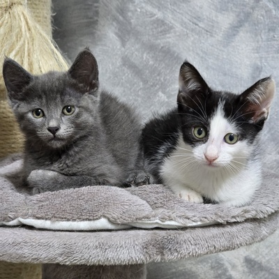 Kätzchen Bella und Gigi kuscheln gern, EKH Jungtier - Katze
