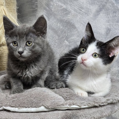 Kätzchen Bella und Gigi kuscheln gern, EKH Jungtier - Katze