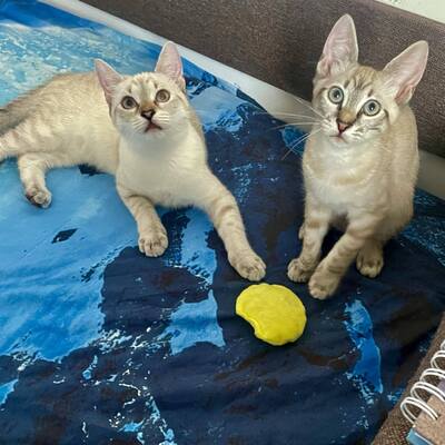 Kätzchen Bibi und Vivian schmusen gern, EKH Jungtier - Katze