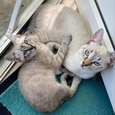 Kätzchen Bibi und Vivian schmusen gern, EKH Jungtier - Katze