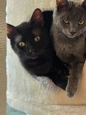 Kätzchen Billy und Mirella suchen Ihr Glück, EKH Jungtier - Kater