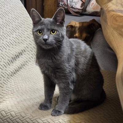 Kätzchen Billy und Mirella suchen Ihr Glück, EKH Jungtier - Kater