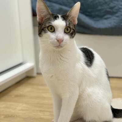 Kätzchen Caner und Finja möchten zusammen reisen, EKH Jungtier - Kater