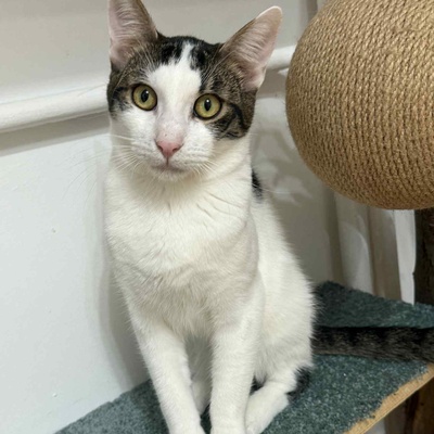 Kätzchen Caner und Finja möchten zusammen reisen, EKH Jungtier - Kater