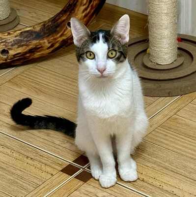 Kätzchen Caner und Finja möchten zusammen reisen, EKH Jungtier - Kater