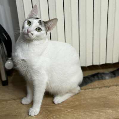 Kätzchen Caner und Finja möchten zusammen reisen, EKH Jungtier - Kater