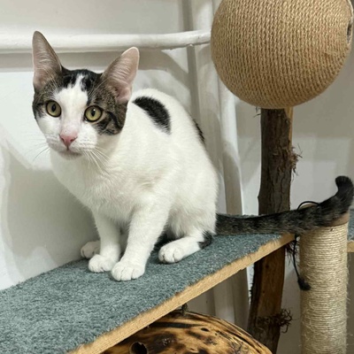 Kätzchen Caner und Finja möchten zusammen reisen, EKH Jungtier - Kater