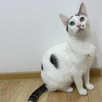 Kätzchen Caner und Finja möchten zusammen reisen, EKH Jungtier - Kater