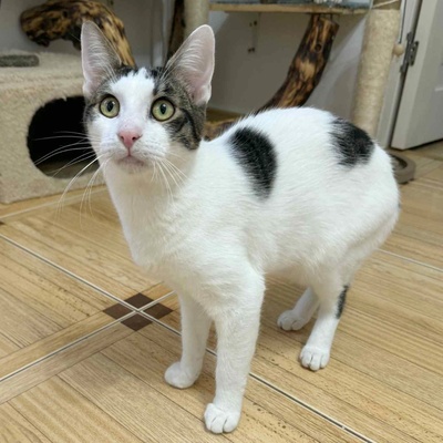 Kätzchen Caner und Finja möchten zusammen reisen, EKH Jungtier - Kater