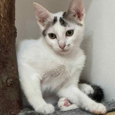 Kätzchen Caner und Finja möchten zusammen reisen, EKH Jungtier - Kater