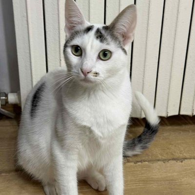 Kätzchen Caner und Finja möchten zusammen reisen, EKH Jungtier - Kater