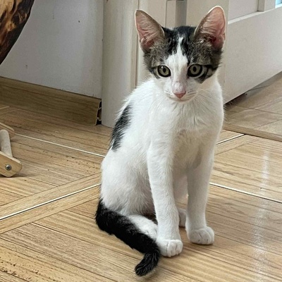 Kätzchen Caner und Finja möchten zusammen reisen, EKH Jungtier - Kater