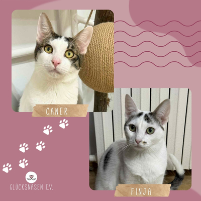 Kätzchen Caner und Finja möchten zusammen reisen, EKH Jungtier - Katze