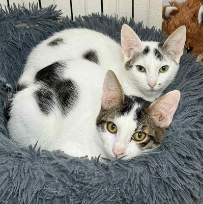 Kätzchen Caner und Finja möchten zusammen reisen, EKH Jungtier - Katze