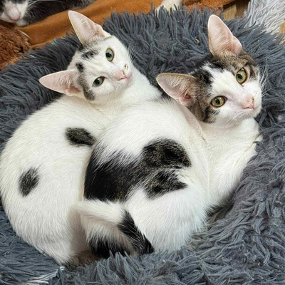 Kätzchen Caner und Finja möchten zusammen reisen, EKH Jungtier - Katze