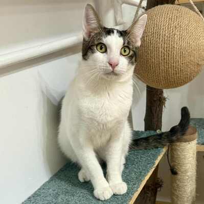 Kätzchen Caner und Finja möchten zusammen reisen, EKH Jungtier - Katze