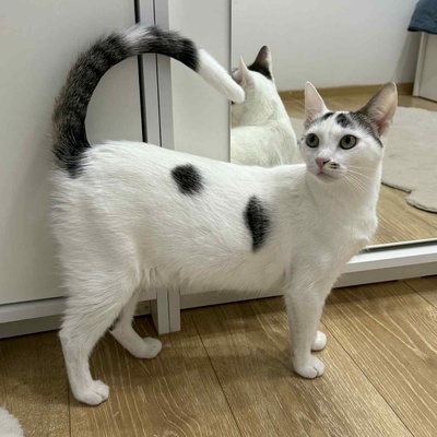 Kätzchen Caner und Finja möchten zusammen reisen, EKH Jungtier - Katze