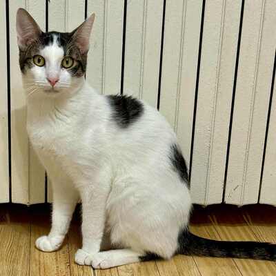 Kätzchen Caner und Finja möchten zusammen reisen, EKH Jungtier - Katze