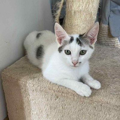 Kätzchen Caner und Finja möchten zusammen reisen, EKH Jungtier - Katze