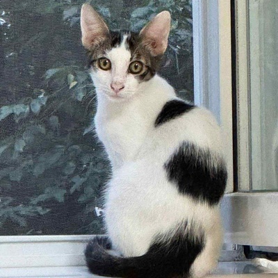 Kätzchen Caner und Finja möchten zusammen reisen, EKH Jungtier - Katze