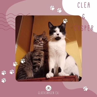Kätzchen Casper und Clea suchen Ihr Zuhause, EKH - Kater