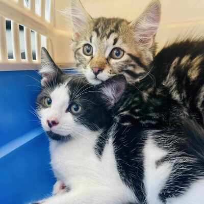 Kätzchen Casper und Clea suchen Ihr Zuhause, EKH - Kater