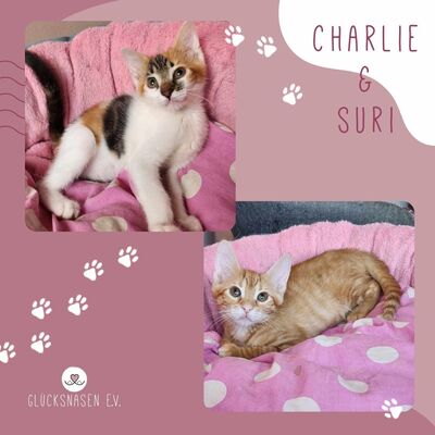 Kätzchen Charlie und Suri schmusen gern, EKH Jungtier - Kater 1