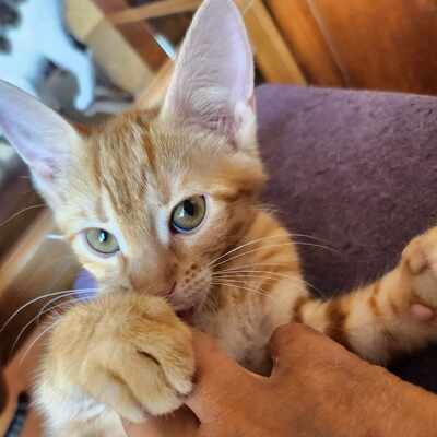 Kätzchen Charlie und Suri schmusen gern, EKH Jungtier - Kater