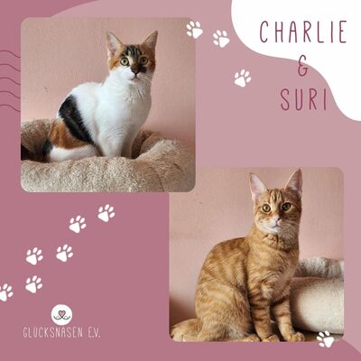 Kätzchen Charlie und Suri schmusen gern, EKH Jungtier - Katze