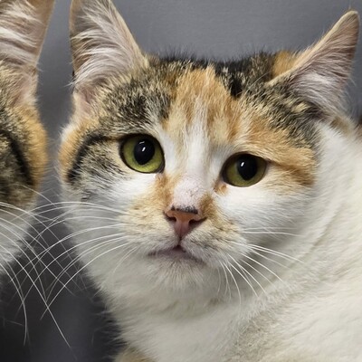 Kätzchen Cindy und Daisy warten auf Post, EKH Jungtier - Katze