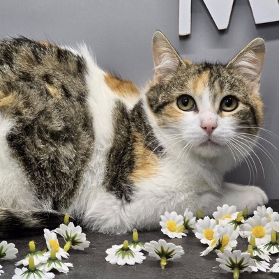 Kätzchen Cindy und Daisy warten auf Post, EKH Jungtier - Katze