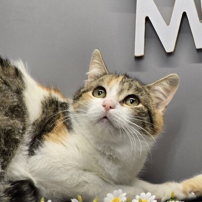 Kätzchen Cindy und Daisy warten auf Post, EKH Jungtier - Katze