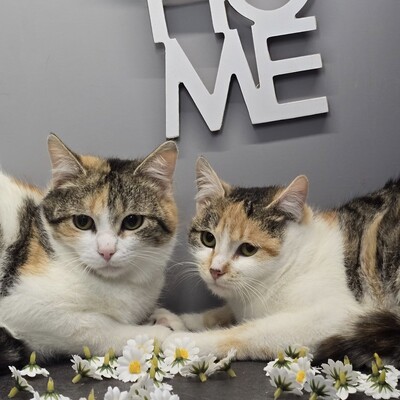 Kätzchen Cindy und Daisy warten auf Post, EKH Jungtier - Katze