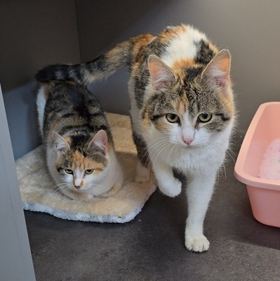 Kätzchen Cindy und Daisy warten auf Post, EKH Jungtier - Katze