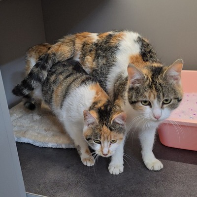 Kätzchen Cindy und Daisy warten auf Post, EKH Jungtier - Katze