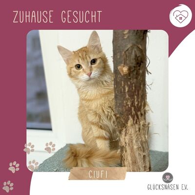 Kätzchen Ciufi spielt gern und mag Nähe sehr