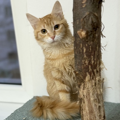 Kätzchen Ciufi spielt gern und mag Nähe sehr, EKH Jungtier - Katze