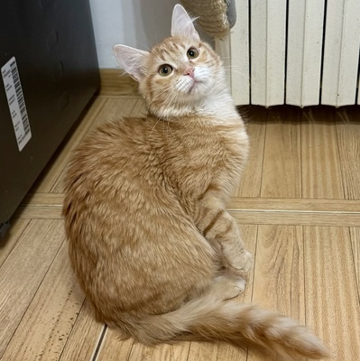 Kätzchen Ciufi spielt gern und mag Nähe sehr, EKH Jungtier - Katze