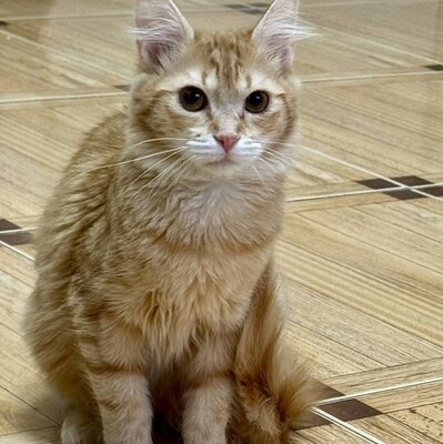Kätzchen Ciufi spielt gern und mag Nähe sehr, EKH Jungtier - Katze