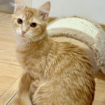 Kätzchen Ciufi spielt gern und mag Nähe sehr, EKH Jungtier - Katze