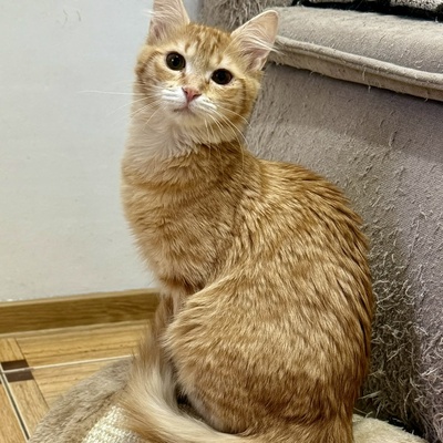 Kätzchen Ciufi spielt gern und mag Nähe sehr, EKH Jungtier - Katze