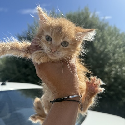 Kätzchen Ciufi spielt gern und mag Nähe sehr, EKH Jungtier - Katze