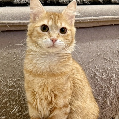 Kätzchen Ciufi spielt gern und mag Nähe sehr, EKH Jungtier - Katze
