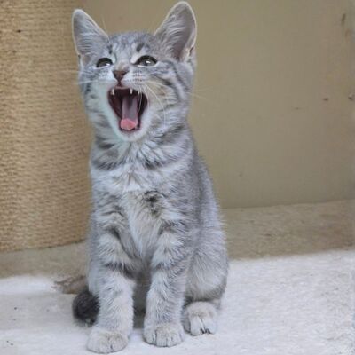 Kätzchen Cleo möchte eine Familienmitglied werden, EKH Jungtier - Katze