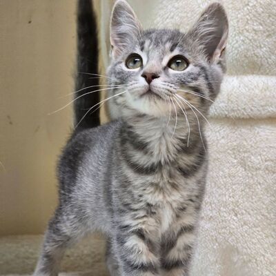 Kätzchen Cleo möchte eine Familienmitglied werden, EKH Jungtier - Katze